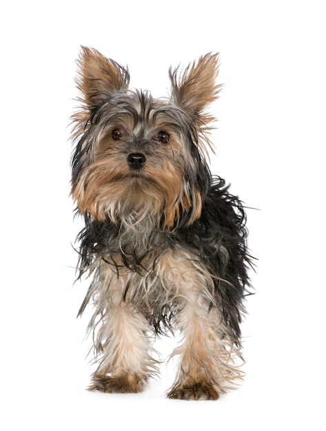 Geïsoleerd de hondportret van Yorkshire Terrier