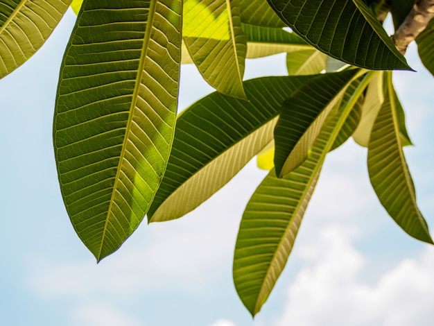 geïsoleerd groen blad op witte achtergrond