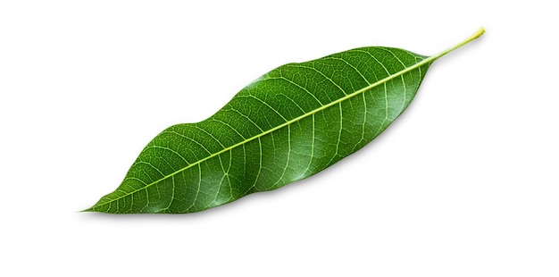 Foto geïsoleerd groen mangoblad op witte achtergrond