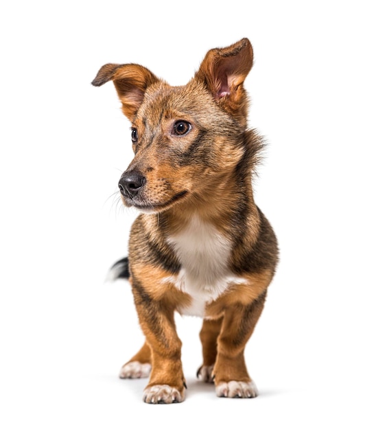Geïsoleerd Kruising hond staande vooraan geïsoleerd