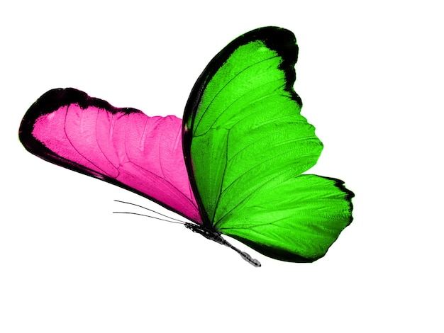 Geïsoleerd op witte achtergrond vliegende vlinder met roze en groene vleugels