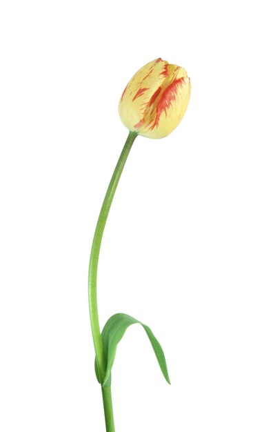 geïsoleerd op witte tulpen