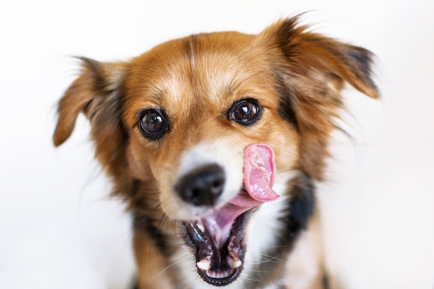 Geïsoleerd portret van een hond met uit tong.