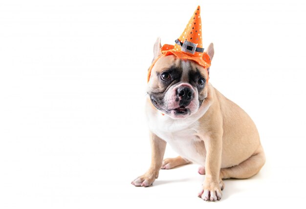 Geïsoleerd portret van Leuke Franse buldog met hoed Halloween