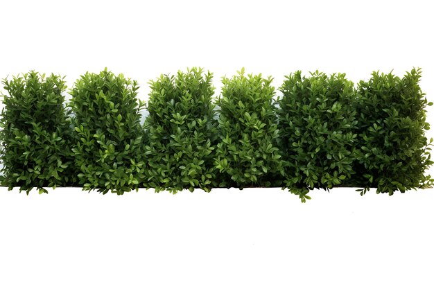 Geïsoleerd van Boxwood Hedge Fence Lineup met horizontaal diepgroen en Un op wit BG Header Footer