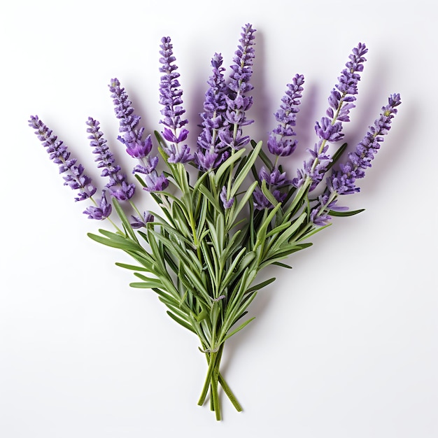 Geïsoleerd van lavendel takje vastleggen van zijn delicate schoonheid en fotoshoot bovenaanzicht en professioneel