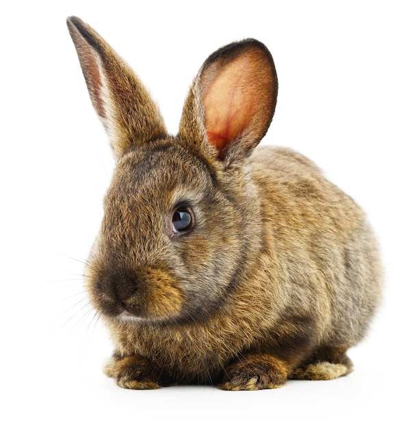 Geïsoleerde afbeelding van een bruin konijn