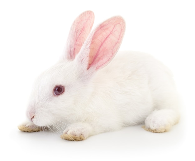 Geïsoleerde afbeelding van een wit konijn.