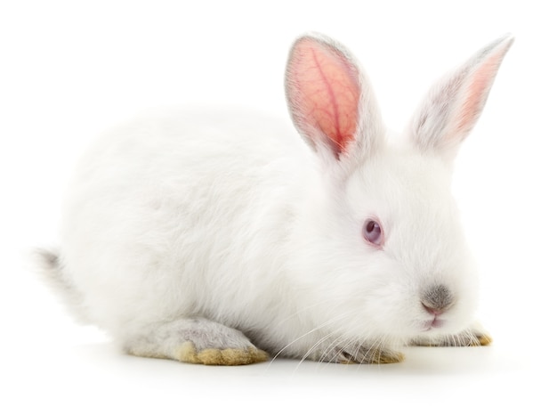 Geïsoleerde afbeelding van een wit konijn