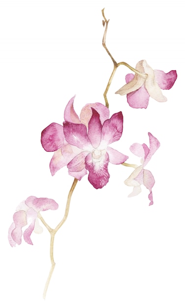 Foto geïsoleerde aquarel orhid tak op witte achtergrond