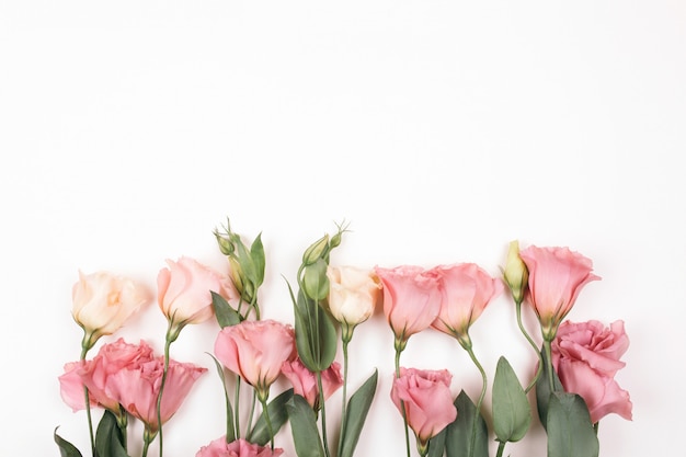 Geïsoleerde bloem van schoonheids de roze eustoma