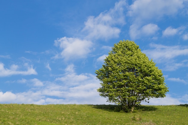 Geïsoleerde boom op blauwe hemel. Lente seizoen achtergrond. Natuur landschap
