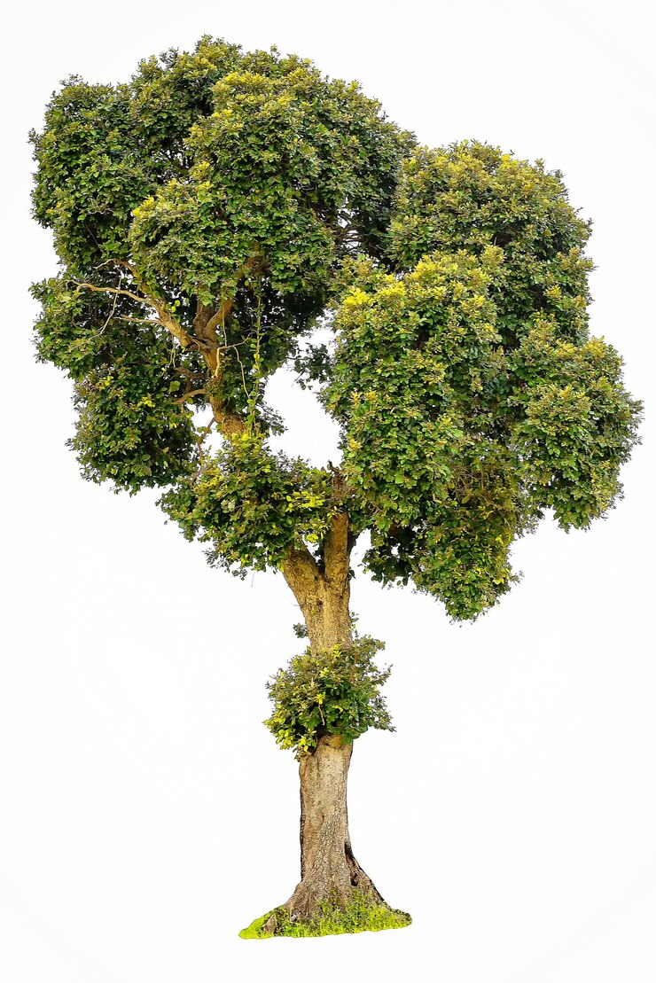 Foto geïsoleerde boom op witte achtergrond de collectie van groene bomen