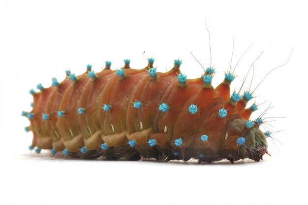 Geïsoleerde Caterpillar