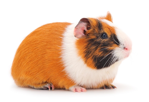 geïsoleerde cavia's