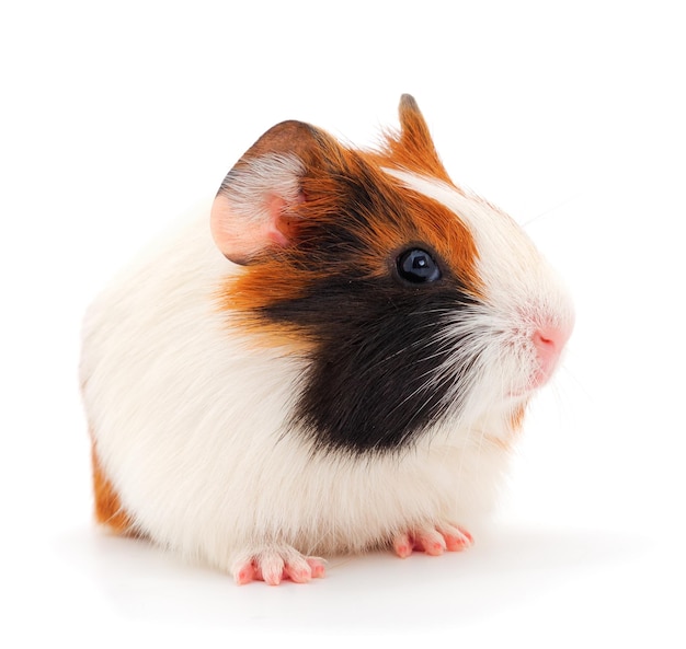 geïsoleerde cavia's