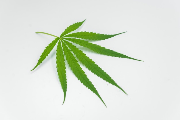 Foto geïsoleerde groene cannabisbladeren op een witte achtergrond kweken medicinale cannabis en gebruiken het als medicinaal ingrediënt