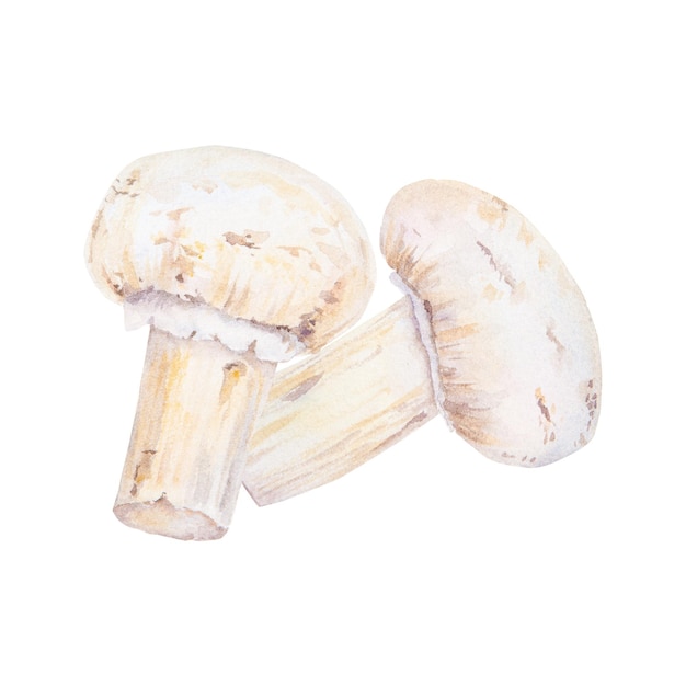 Geïsoleerde handgetekende aquarel clipart van champignons