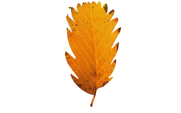 Geïsoleerde herfst Maple Leaf op witte achtergrond