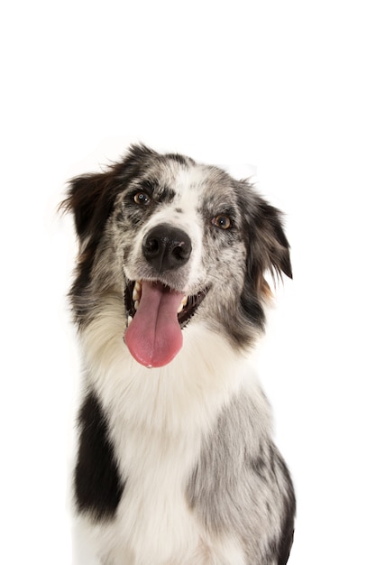 Geïsoleerde hond van portret de Gelukkige merle border collie