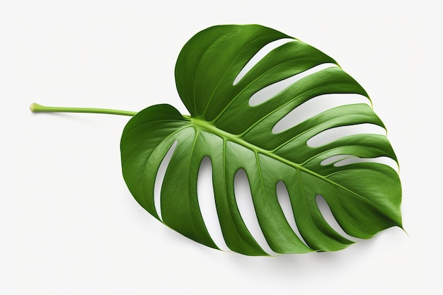 geïsoleerde illustratie van tropisch monstera blad png witte achtergrond