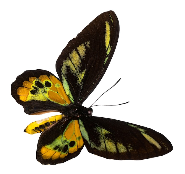 Geïsoleerde kleur vlinder Ornithoptera rothschildi