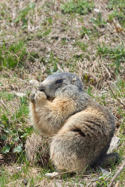 Geïsoleerde marmot zitten en eten