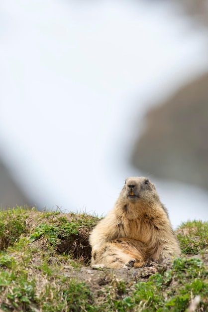 Geïsoleerde Marmot