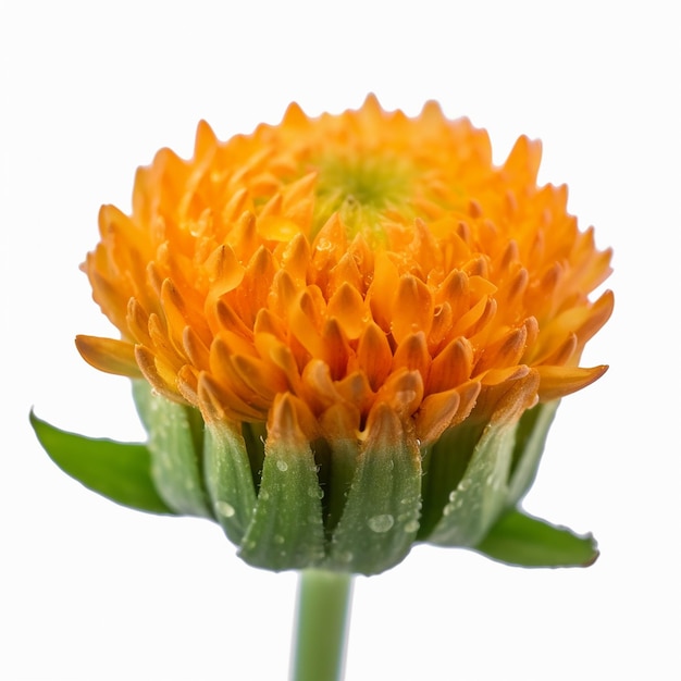 Geïsoleerde Mini Stengel Oranje Bloem