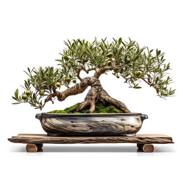 Geïsoleerde olijfbonsai Houten pot Langwerpige bladeren Middellandse Zee op wit BG Japan Chinese kunst