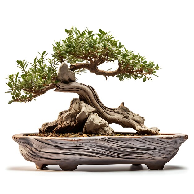 Geïsoleerde olijfboom Bonsai houten pot langwerpige bladeren Mediterraan op wit BG Japan Chinese kunst