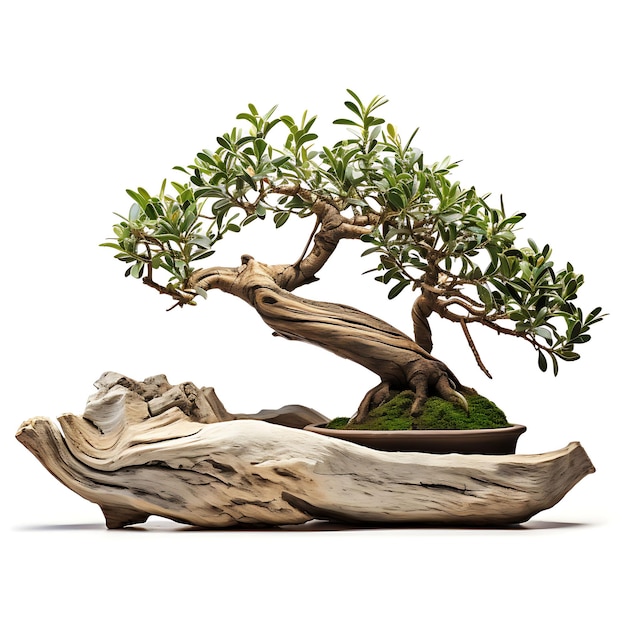 Geïsoleerde olijfboom Bonsai houten pot langwerpige bladeren Mediterraan op wit BG Japan Chinese kunst