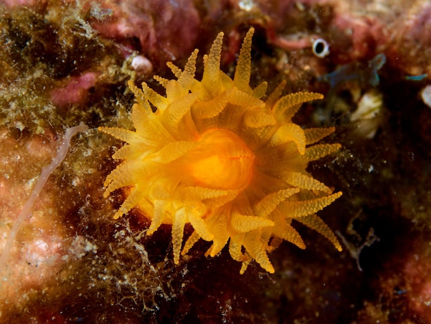 Geïsoleerde oranje koraalpoliepen Astrides calycularis