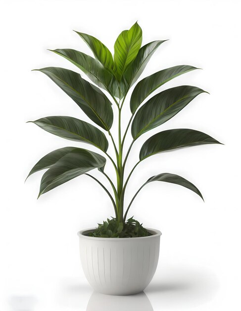 Foto geïsoleerde plant in pot op witte achtergrond