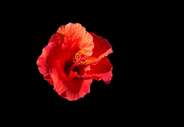 Geïsoleerde rode hibiscus