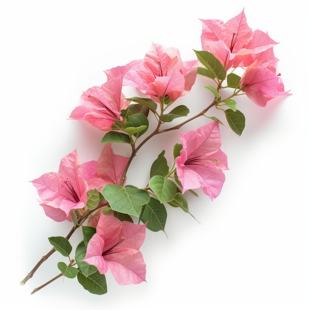 Geïsoleerde roze bougainvillea-planten