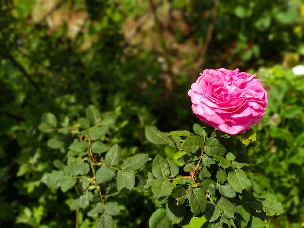 Geïsoleerde Roze nam in de tuin toe die op het publiek wacht