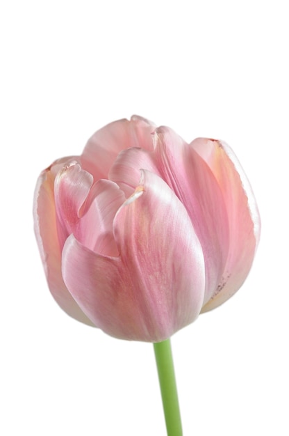 Geïsoleerde roze tulpenbloem