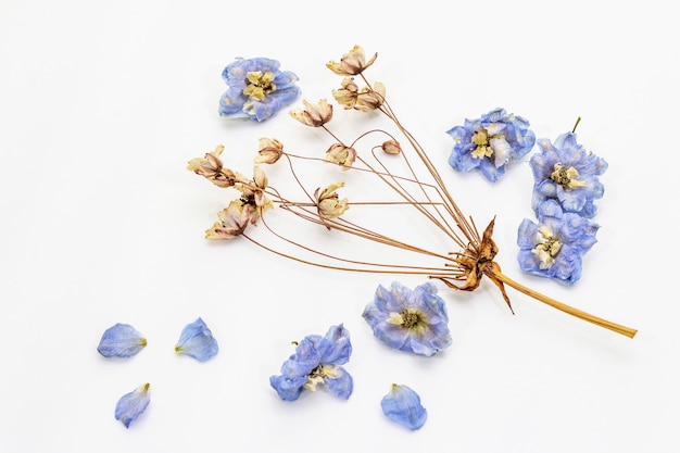 Geïsoleerde samenstelling van droge bloemen. Delphinium en kers