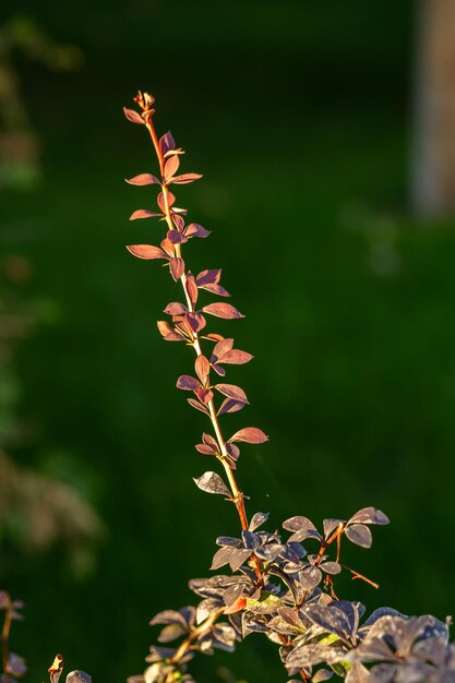 Foto geïsoleerde takje herfstberberis op een onscherpe achtergrond