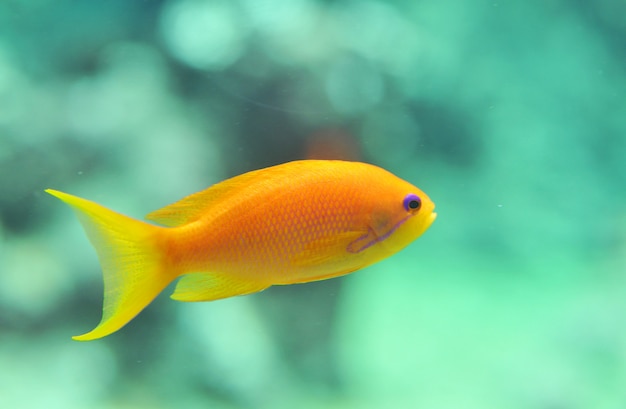 geïsoleerde tropische anthias vissen in water