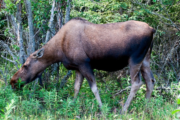 Geïsoleerde vrouwelijke Amerikaanse eland op bosachtergrond