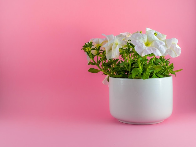 Geïsoleerde witte petunia's op roze achtergrond