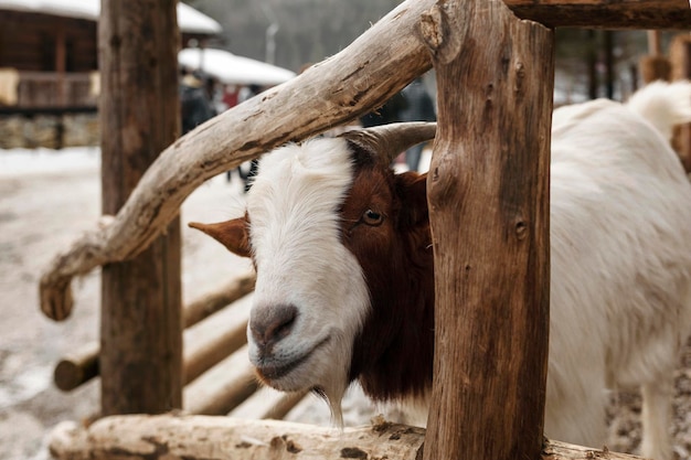 Geit achter houten hek in dierentuin buiten kijken in camera grappig geitenportret