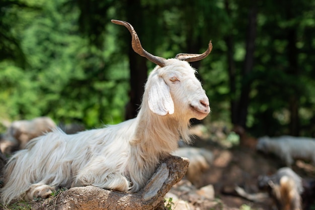 Geit boerderij dieren foto