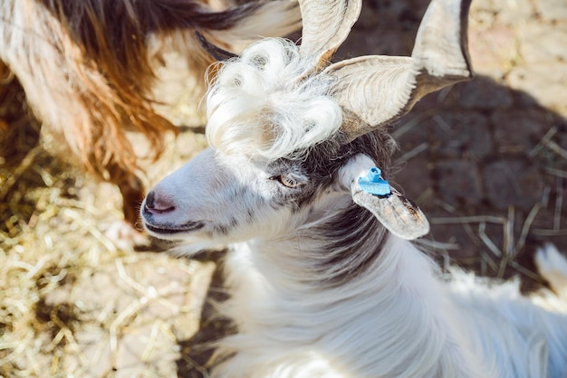 Geit dichtbij dierentuin leven boerderij