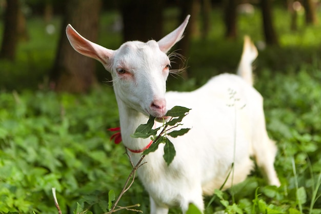 Geit die bladerengras eet in het bosweidegebied van het dorp. Kauwplanten van zoogdieren