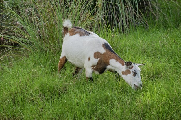 Foto geit die gras eet