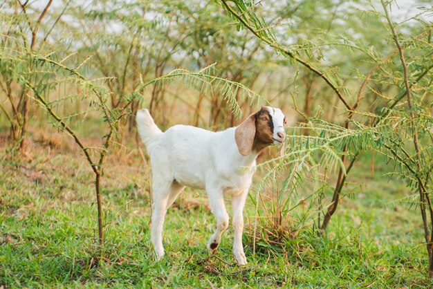 Geit die gras in de groene weide eet