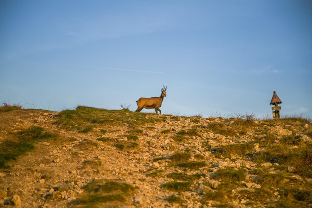 Foto geit die op het veld tegen de lucht staat